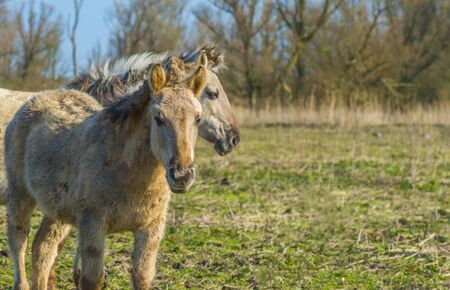 Horses in a field with a horse in a natural park in sunlight in winter