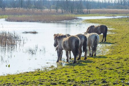 Horses in a field along a lake in a natural park in sunlight in winterの写真素材