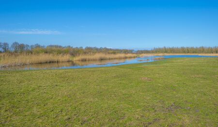 Reed along the edge of a lake in a natural park below a blue cloudy sky in sunlight in winterの写真素材