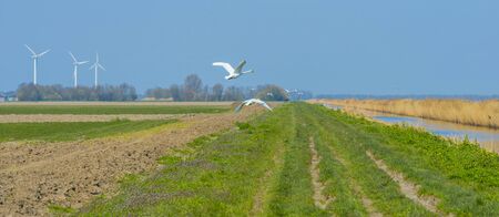 Swans flying over a green agricultural field in a blue sky in sunlight in springの写真素材