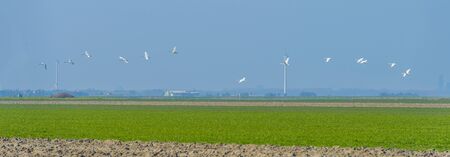 Swans flying over a green agricultural field in a blue sky in sunlight in spring