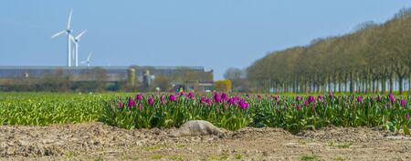 Agricultural field with tulips below a blue sky in sunlight in spring