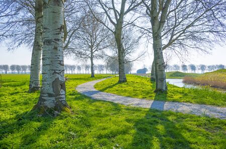 Trees in a green field below a blue sky in sunlight in spring
