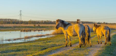 Horses in a field along the edge of a lake below a blue sky in sunlight at sunrise in springの写真素材