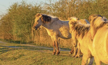 Horses in a field with reed below a blue sky in sunlight at sunrise in spring