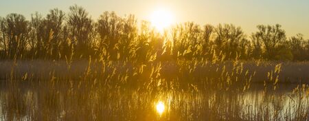 Reed along the edge of a lake below a blue sky in sunlight at sunrise in springの写真素材