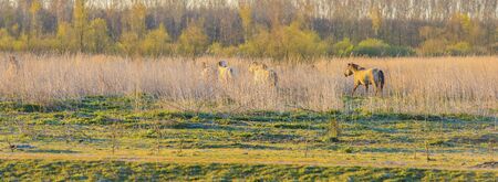 Horses in a field with reed below a blue sky in sunlight at sunrise in springの写真素材