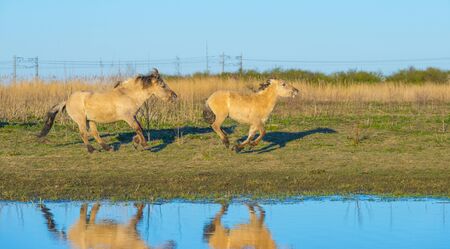 Horses in a field along the edge of a lake below a blue sky in sunlight at sunrise in springの写真素材