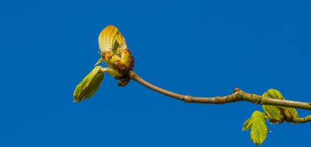 Spring is in the blue air with buds budding in the canopy of a chestnut tree in sunlightの写真素材