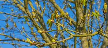 Spring is in the blue air with buds budding in the canopy of a chestnut tree in sunlightの写真素材
