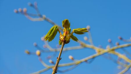 Spring is in the blue air with buds budding in the canopy of a chestnut tree in sunlight