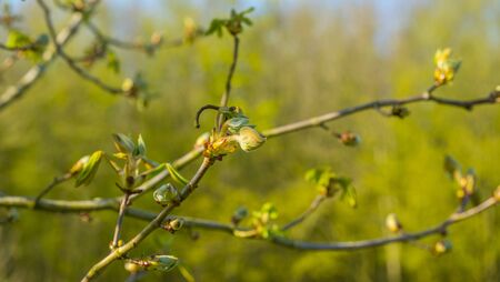 Spring is in the blue air with buds budding in the canopy of a chestnut tree in sunlightの写真素材