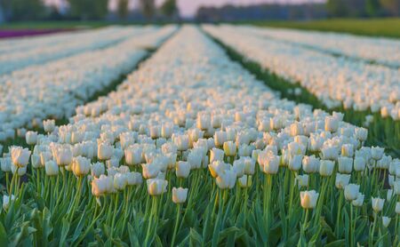 Tulips in an agricultural field in sunlight at sunrise in springの写真素材