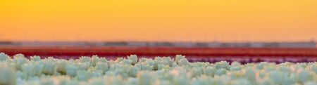 Tulips in an agricultural field in sunlight at sunrise in spring
