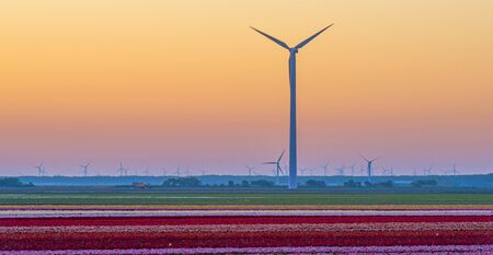 Tulips in an agricultural field in sunlight at sunrise in spring