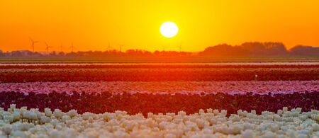 Tulips in an agricultural field in sunlight at sunrise in springの写真素材