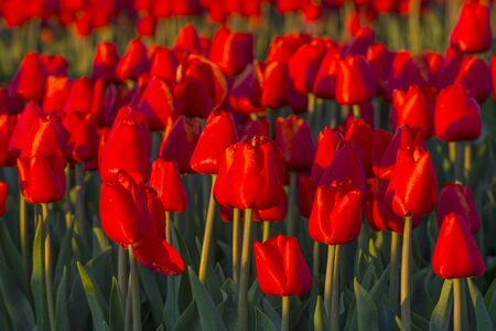 Tulips in an agricultural field in sunlight at sunrise in spring