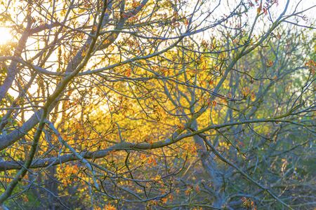 Spring is in the air with buds in the foliage of trees in a green pasture in sunlight at sunrise