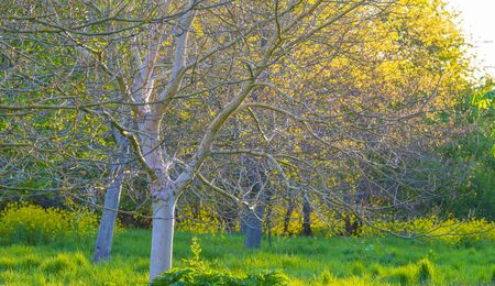 Spring is in the air with buds in the foliage of trees in a green pasture in sunlight at sunrise