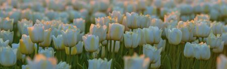 Tulips in an agricultural field in sunlight at sunrise in springの写真素材