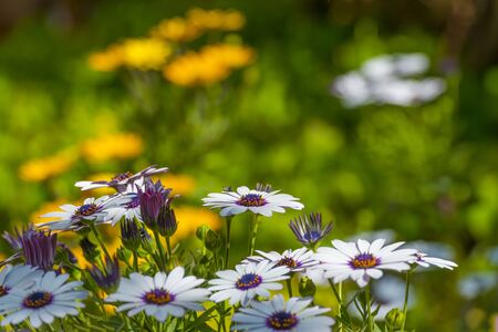 Colorful flowers in a bright lush garden in sunlight in springの写真素材