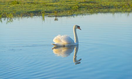 Swan swimming in a lake below a blue sky in sunlight at sunrise on a spring morningの写真素材
