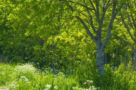 Spring is in the air with the lush green foliage of trees in a green pasture in sunlightの写真素材
