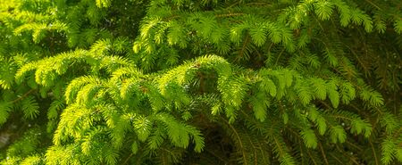 Detail of the lush fresh foliage of a pine tree in a garden in sunlight in spring