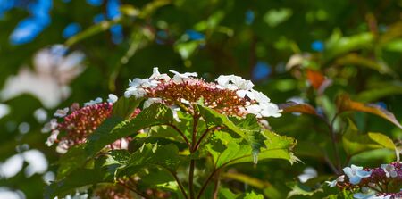 Blossoms of a deciduous tree in a garden below a blue sky in sunlight in spring