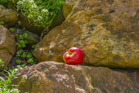 Apple lying in a sunlit rock garden in a sparling sunny day in springの写真素材