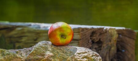 Apple lying in a sunlit rock garden in a sparling sunny day in springの写真素材