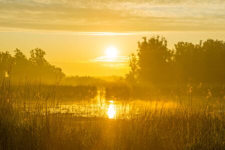 Reed along the edge of a misty lake below a blue yellow sky in sunlight at a yellow foggy sunrise in a spring morningの写真素材
