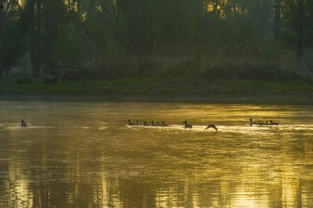 Geese and goslings swimming along the edge of a misty lake below a yellow blue sky in sunlight at foggy sunrise in a spring morningの写真素材