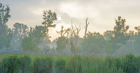 Spring is in the air with the lush green foliage of trees in a foggy green pasture in sunlight at sunrise in a misty spring morningの写真素材