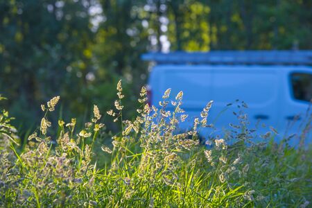 Wild flowers in a grassy green field along a countryside road in sunlight at an early spring morningの写真素材