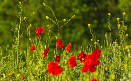 Wild flowers like red poppies in a grassy green field in sunlight at an early spring morningの写真素材
