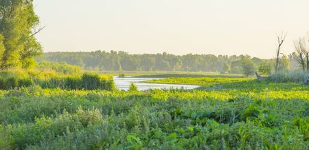 Reed along the edge of a sunlit lake at a yellow sunrise in an early spring morningの写真素材