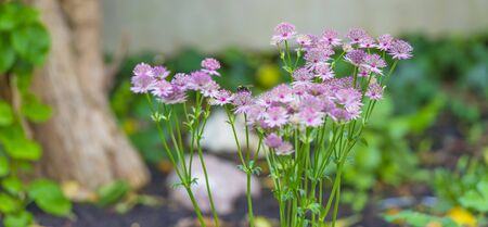 Bumblebee searching for nectar in blooming flowers in a garden in sunlight in springの写真素材