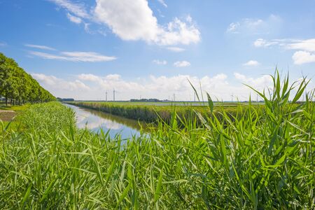The edge of a canal with reed along an agricultural field below a blue cloudy sky in sunlight in springの写真素材