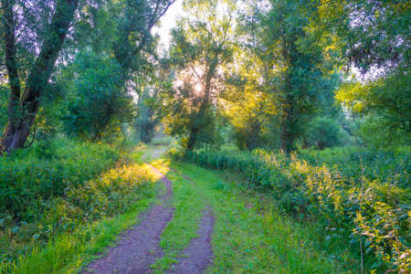 Lush green foliage of trees in a forest in sunlight at sunrise in an early summer morning