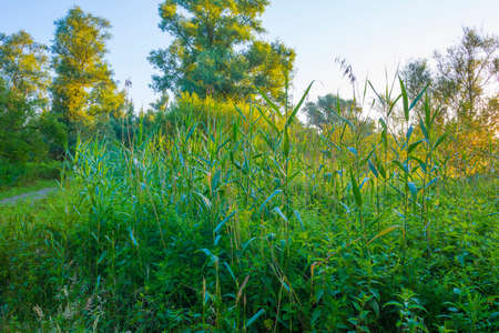 Lush green foliage of trees in a forest in sunlight at sunrise in an early summer morningの写真素材