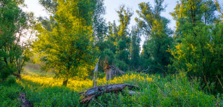 Lush green foliage of trees in a forest in sunlight at sunrise in an early summer morning