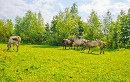 Horses in a green pasture in sunlight below a blue sky in summerの写真素材