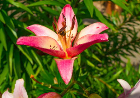 Lilies in a garden in sunlight in summerの写真素材