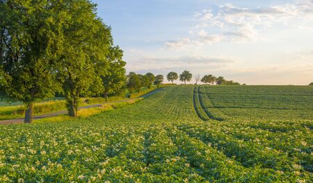 Green field with blooming potato plants on the slope of a hill below a blue sky with clouds in the...