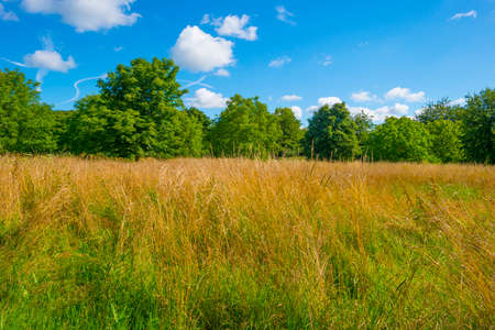 Lush green foliage of trees, yellow grass and wild flowers in a grassy pasture in bright sunlight...