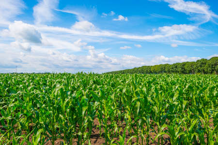 Field with vegetables in an agricultural field in the countryside below a blue cloudy sky in...