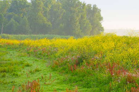 Lush green foliage of trees and yellow and white wild flowers in a misty field at sunrise in an...