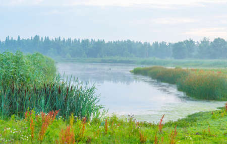 The edge of a foggy lake at sunrise in an early summer morning below a misty sky, Almere, Flevoland,...