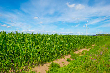 Vegetables in an agricultural field in the countryside below a blue cloudy sky in sunlight in...